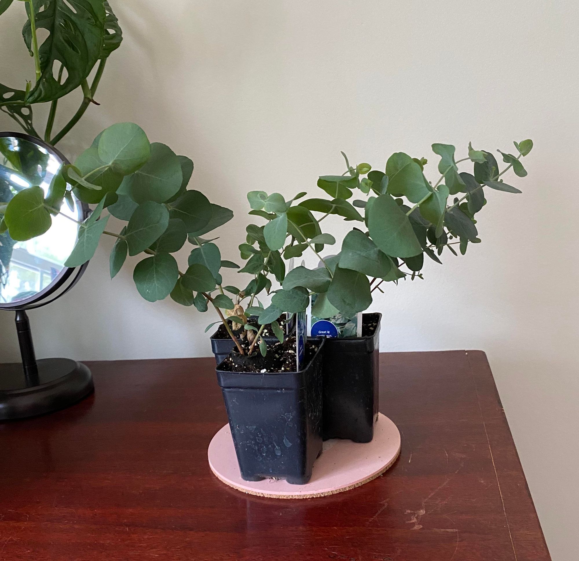 Do Eucalyptus Plants Grow?