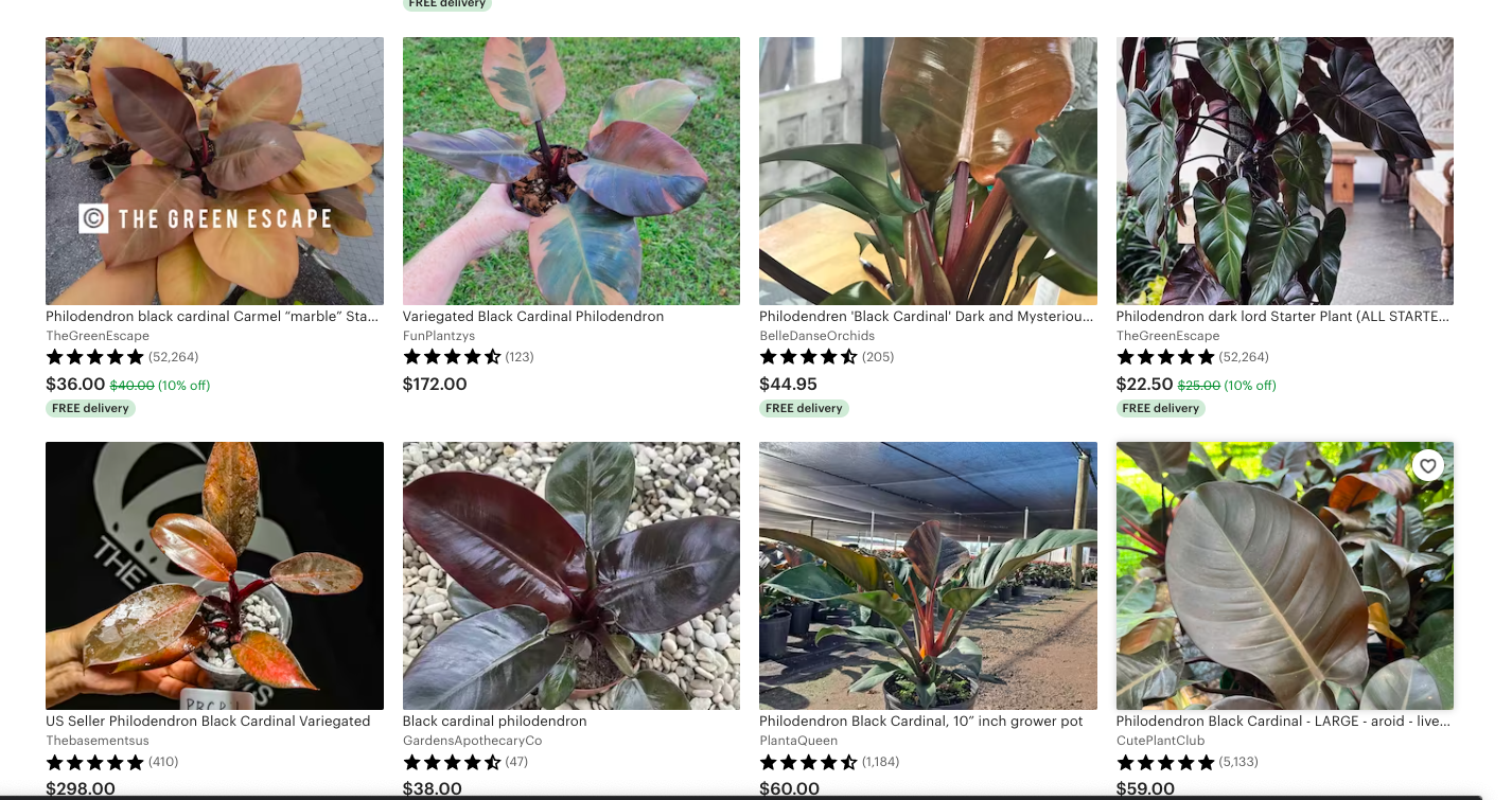 Everything you need to know about the Black Cardinal Philodendron