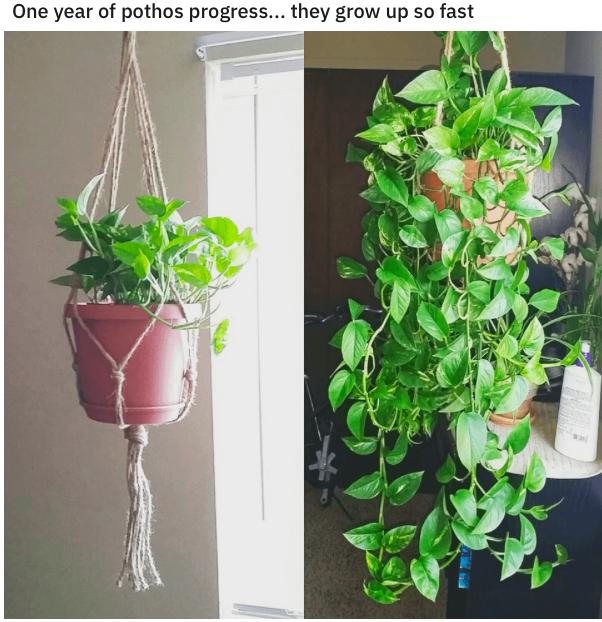 7 Reasons Why Pothos Plants Are The Best Houseplants For Beginners