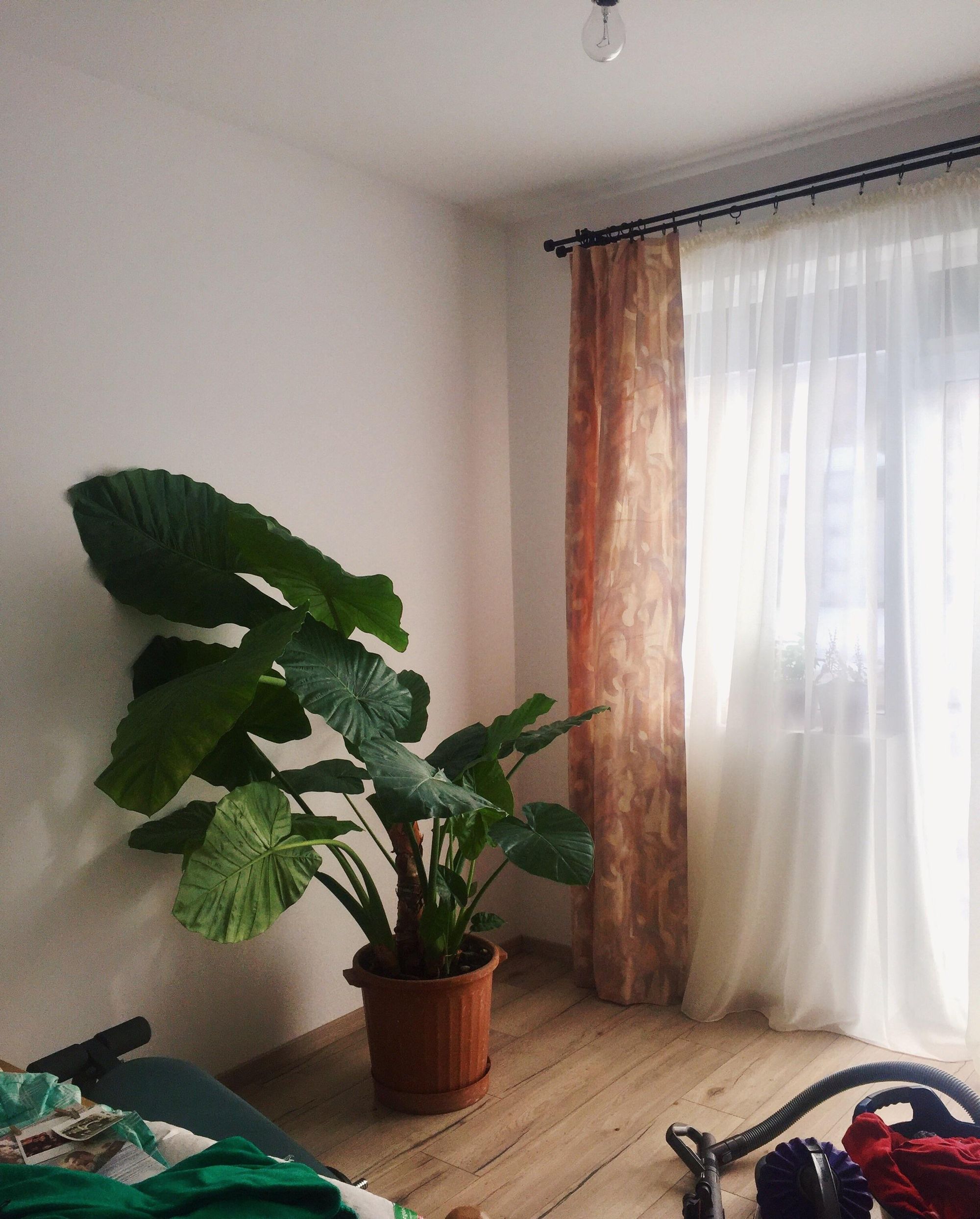 Everything you need to know about Elephant Ear Philodendron