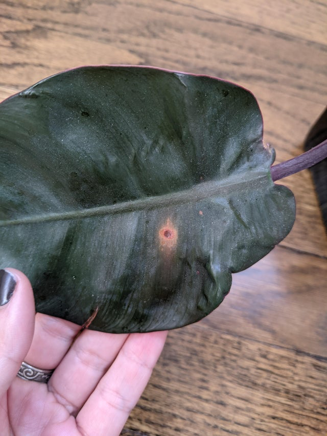 Everything you need to know about the Black Cardinal Philodendron