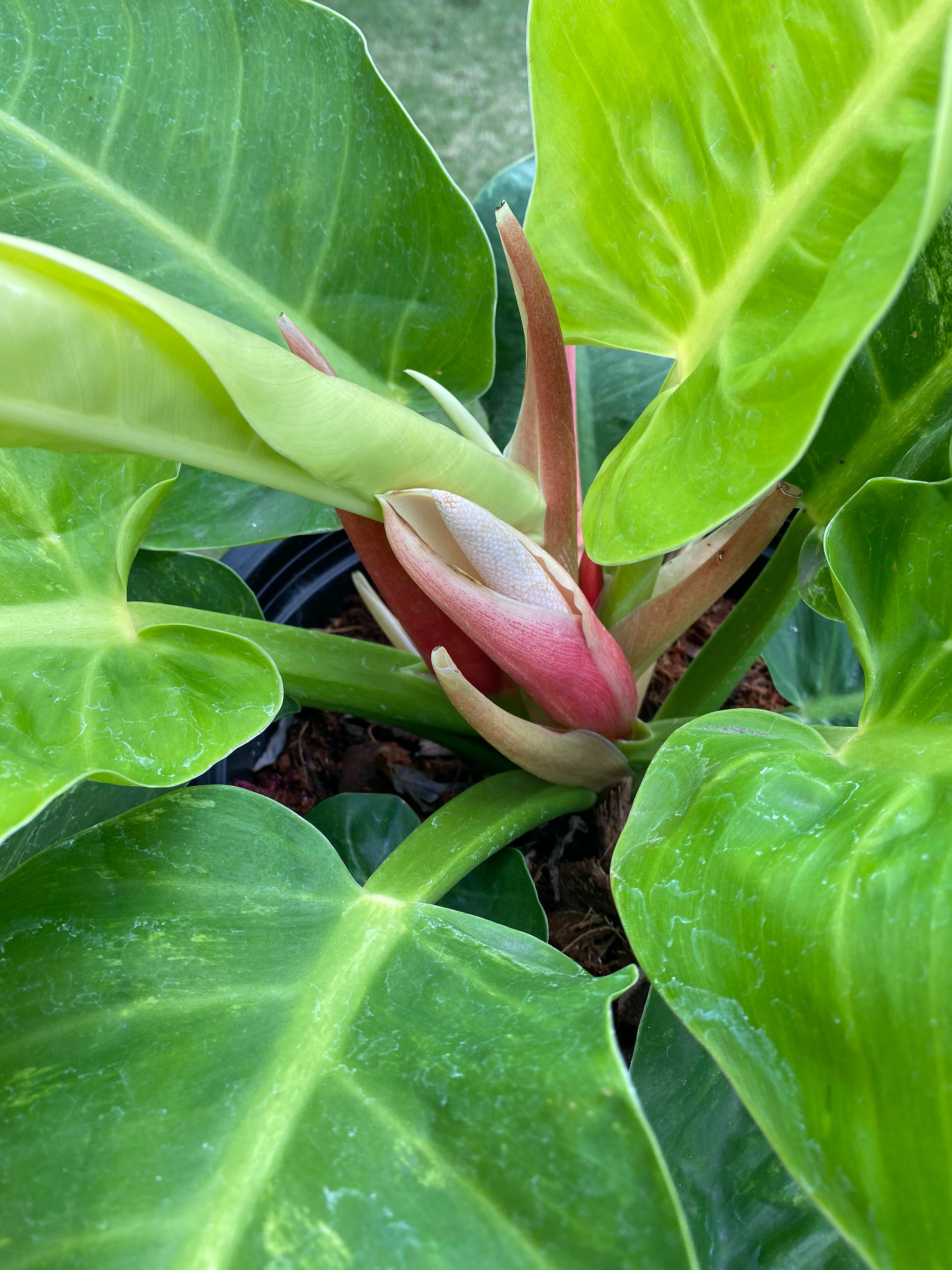 Why Your Philodendron is Blooming and What to Do Next