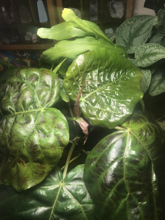 Caring for Your Ficus Umbellata: From Lighting and Propagation to Pest Control