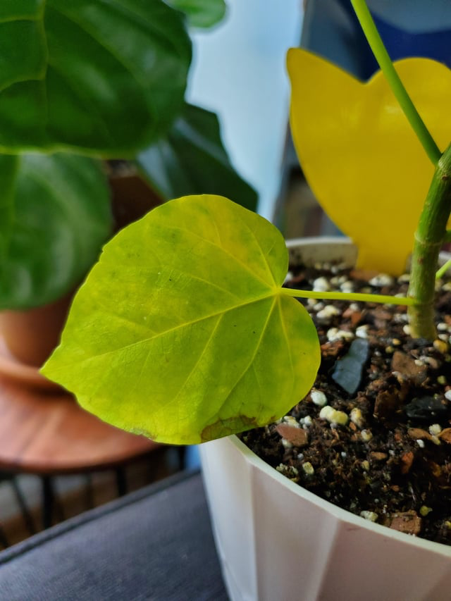 Caring for Your Ficus Umbellata: From Lighting and Propagation to Pest Control