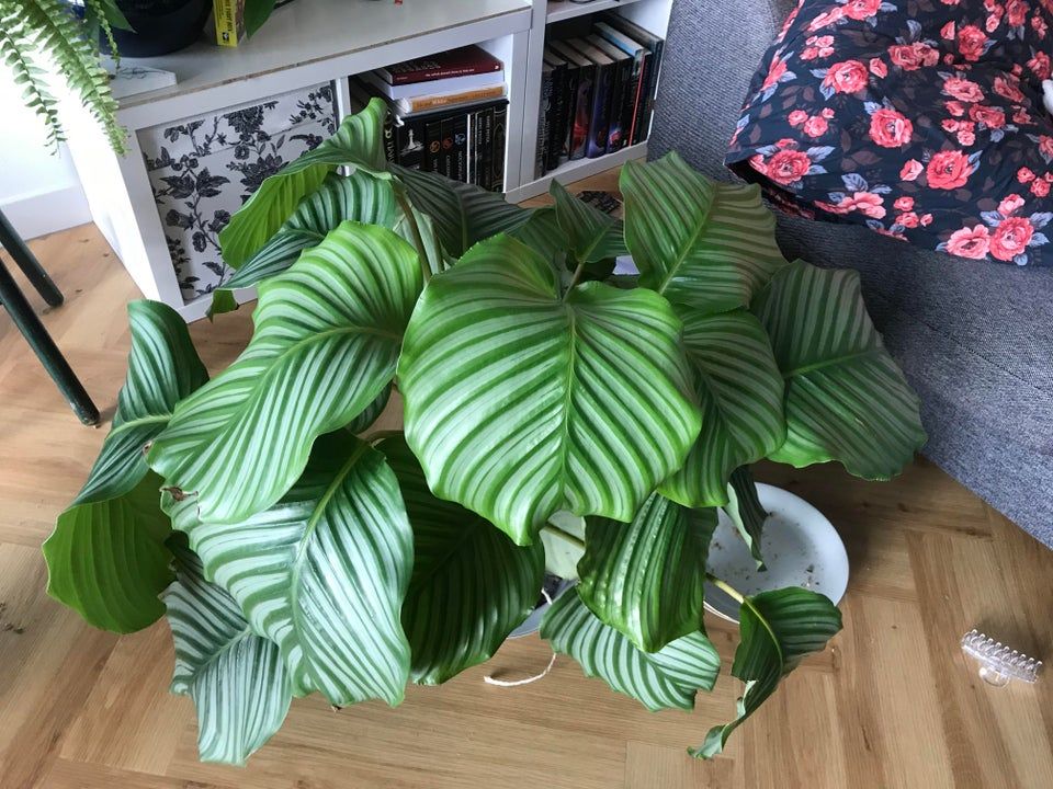 How to treat your Calathea Orbifolia for Pests and Diseases