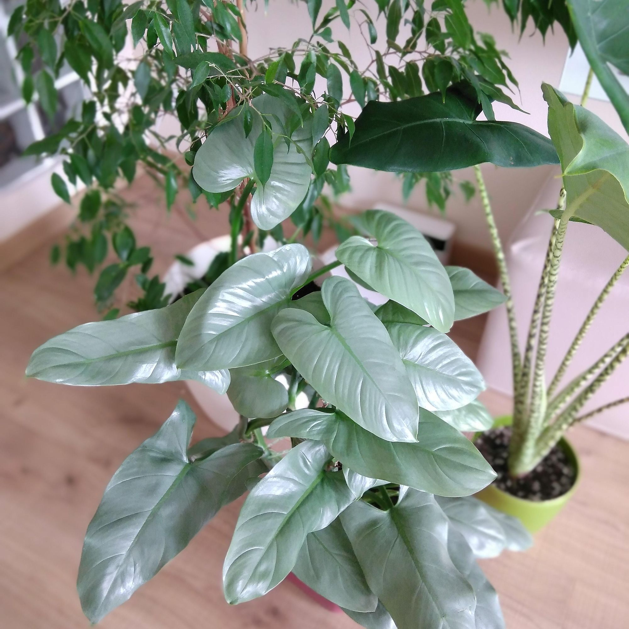 Philodendron Hastatum (Silver Sword Philodendron) Ultimate Care Guide & Helpful Tips