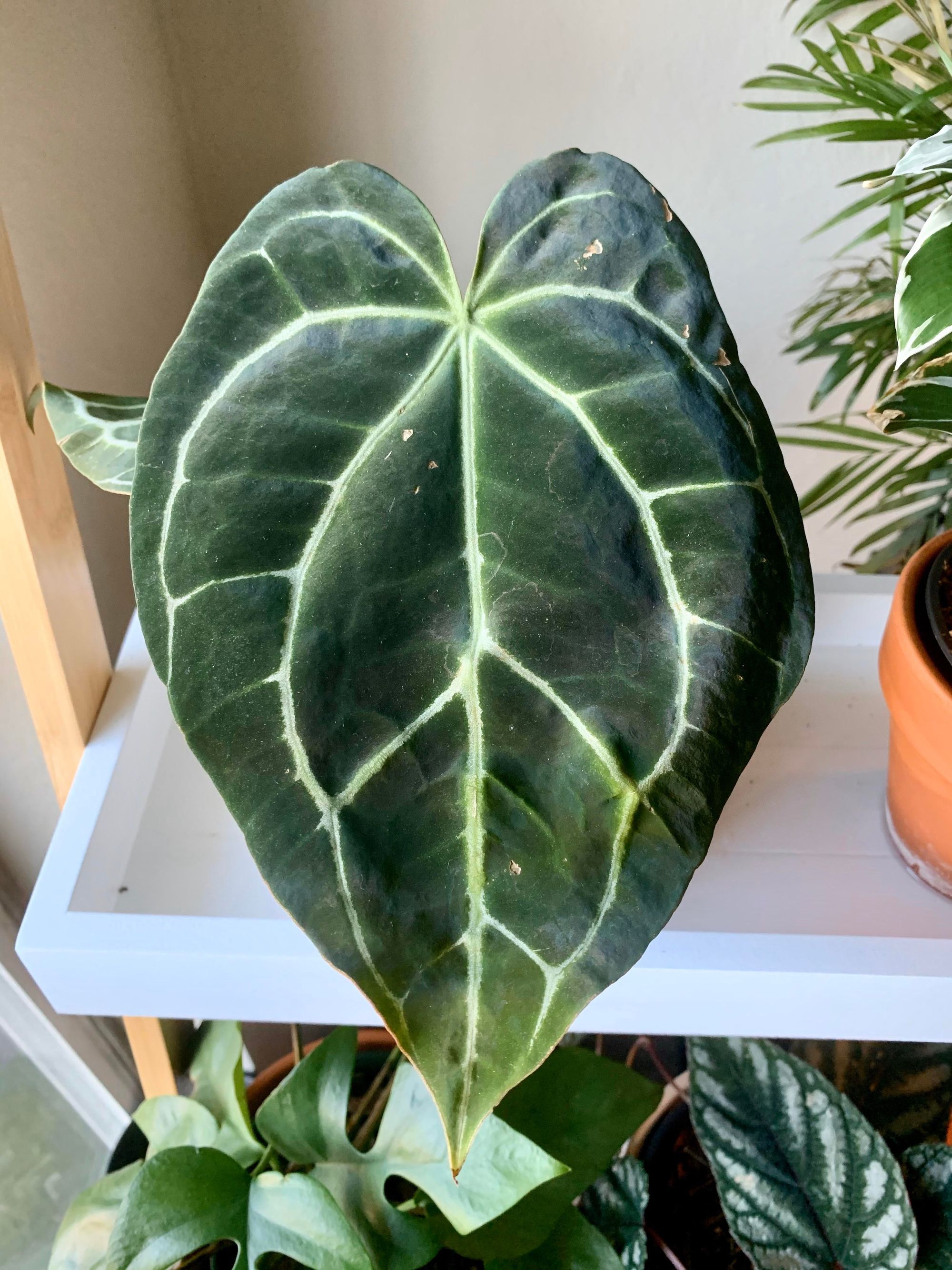 Anthurium Crystallinum- The Velvet leaf plant care tips
