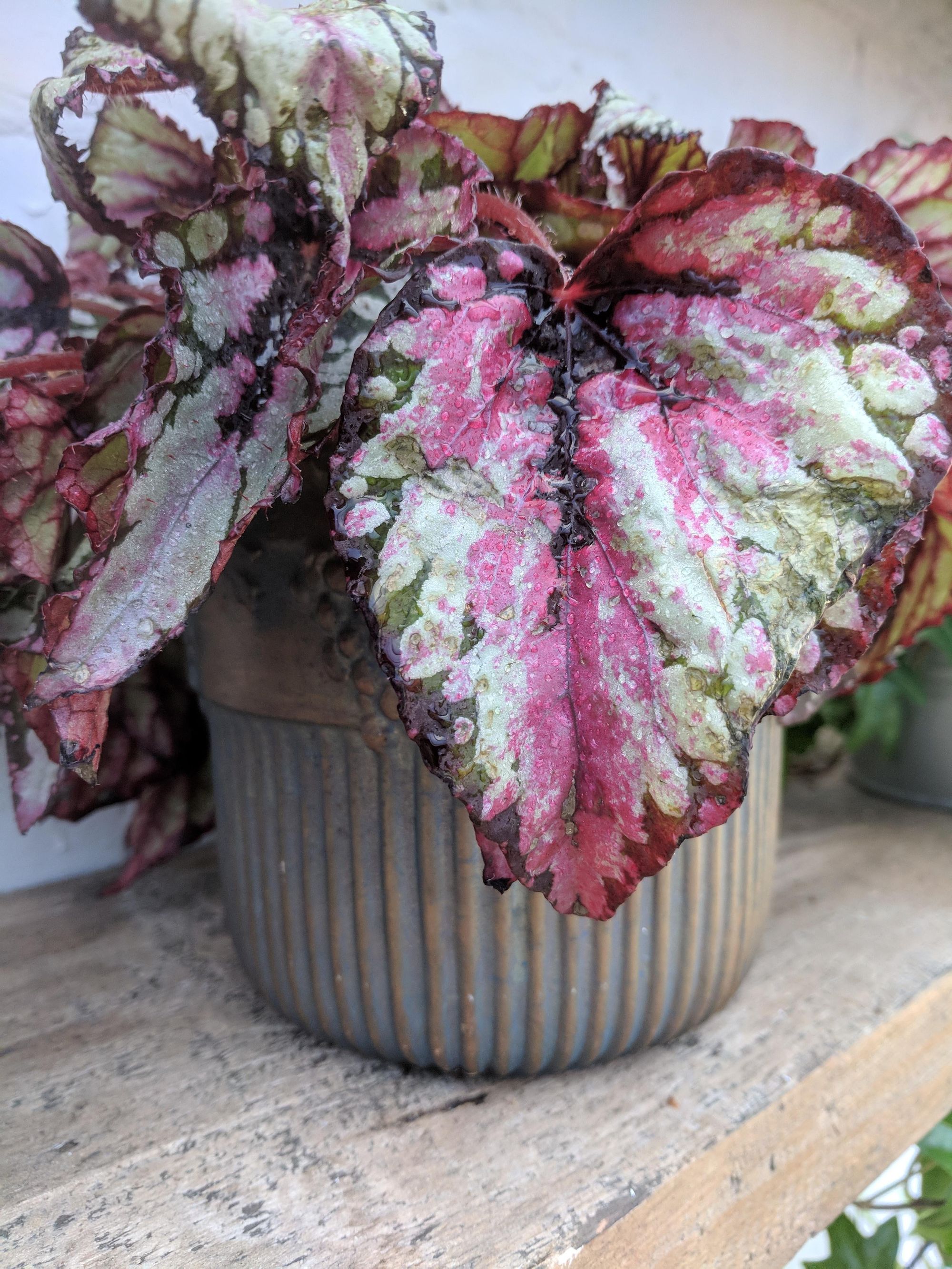 The 10 Most Colorful House Plants With Red Leaves