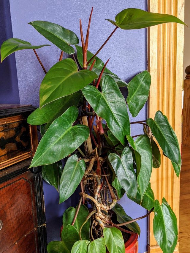 Red Emerald Philodendron Care Guide (Philodendron Erubescens)
