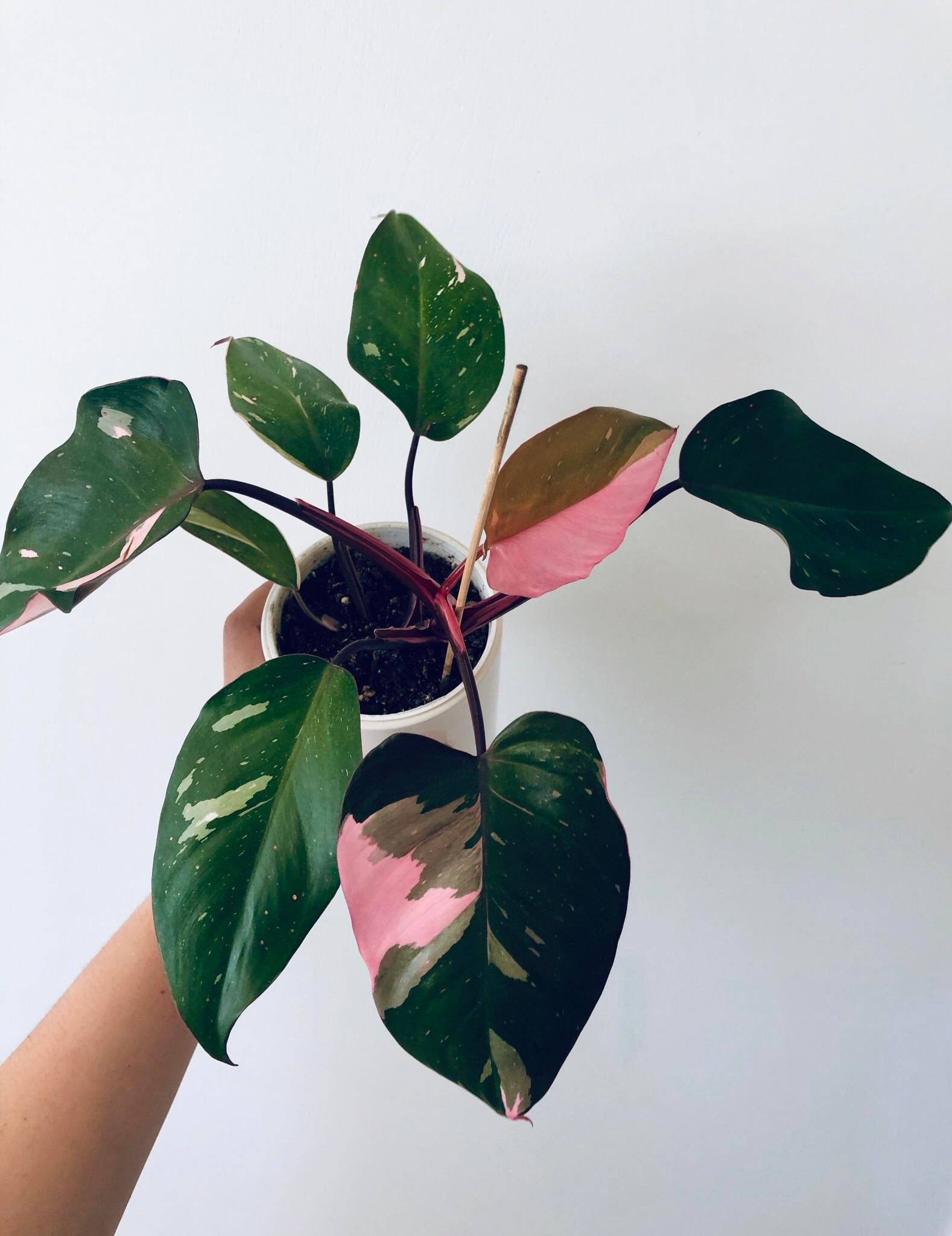 What you need to know before you get a Pink Princess Philodendron