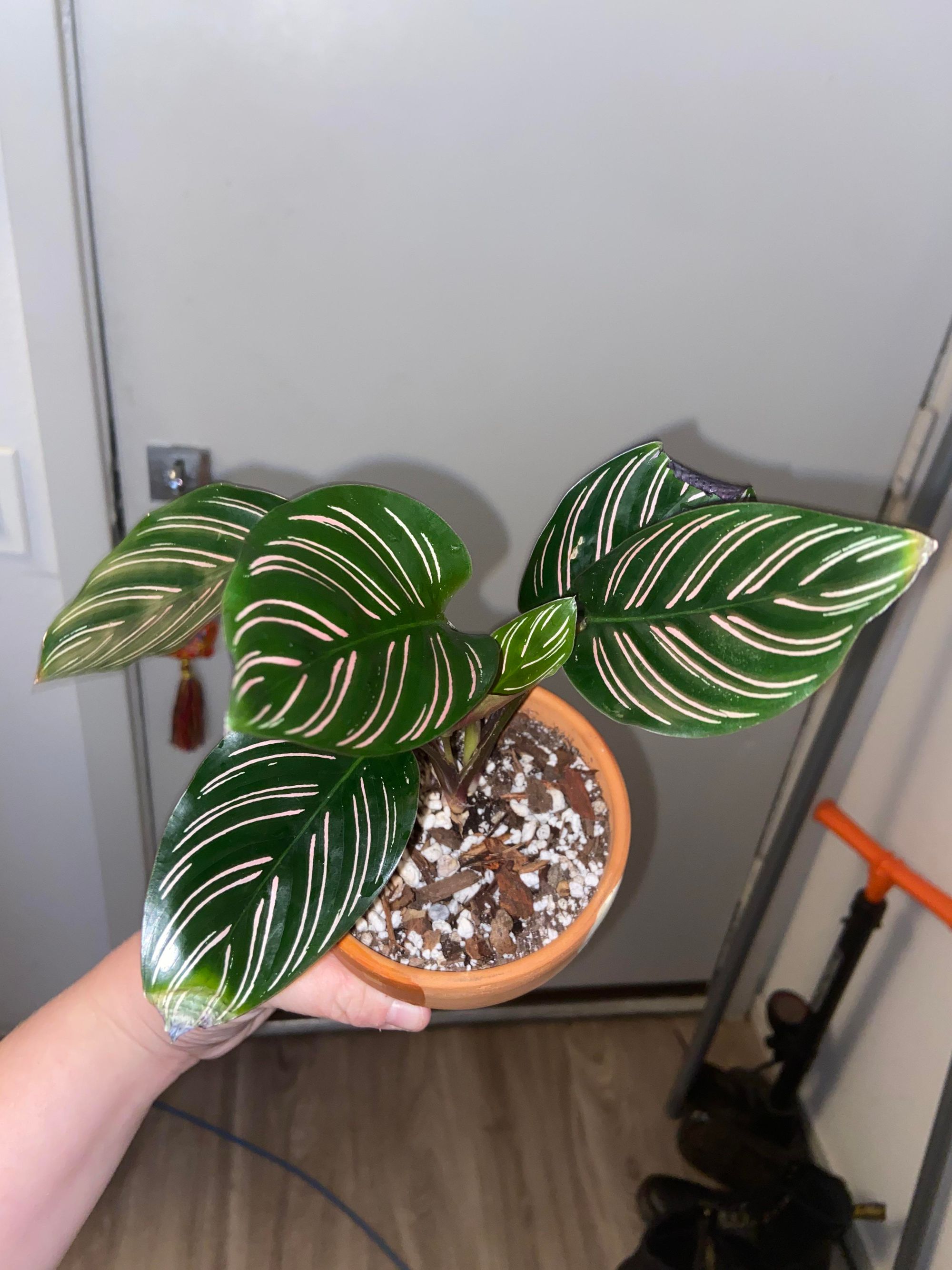 8 Lessons I learnt after buying a Calathea Ornata plant