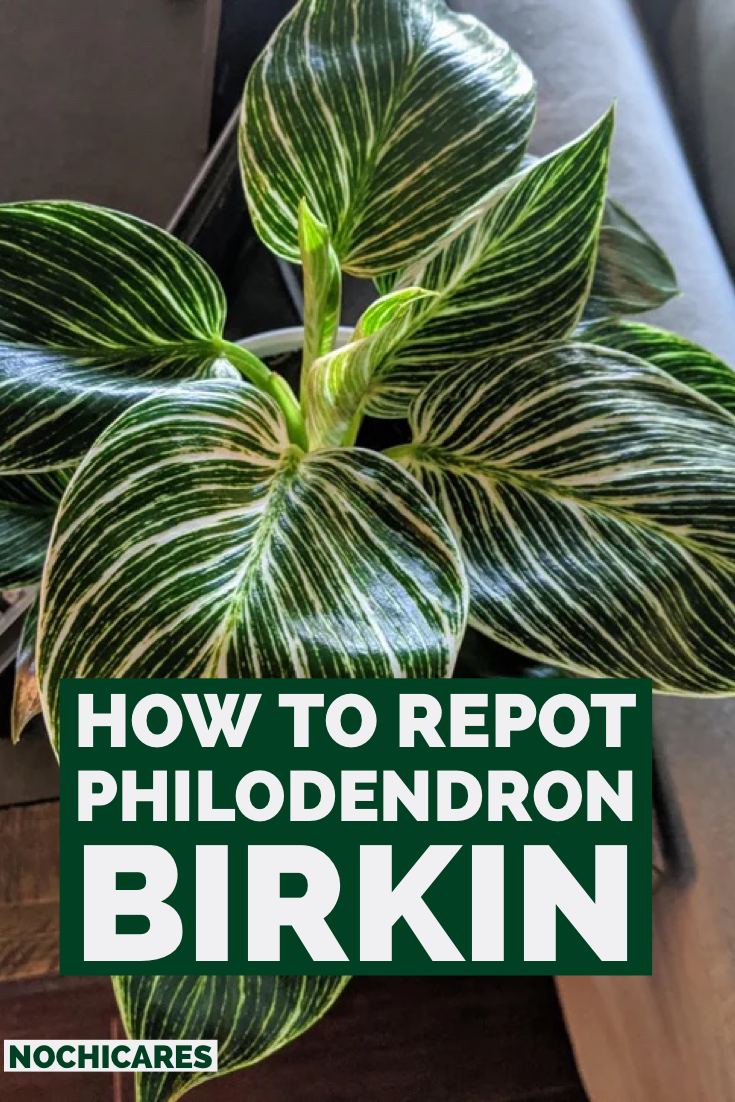 How To Repot Philodendron Birkin
