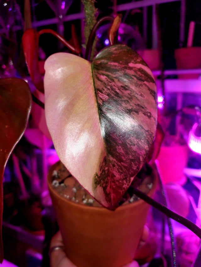6 Things you need to know about the Strawberry Shake Philodendron