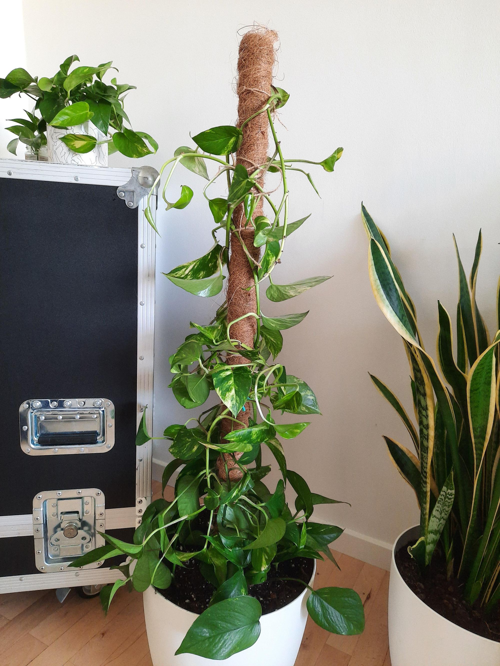 How To Make Your Own Pothos Moss Pole