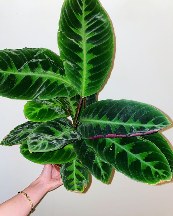 Everything you need to know about the Calathea Family