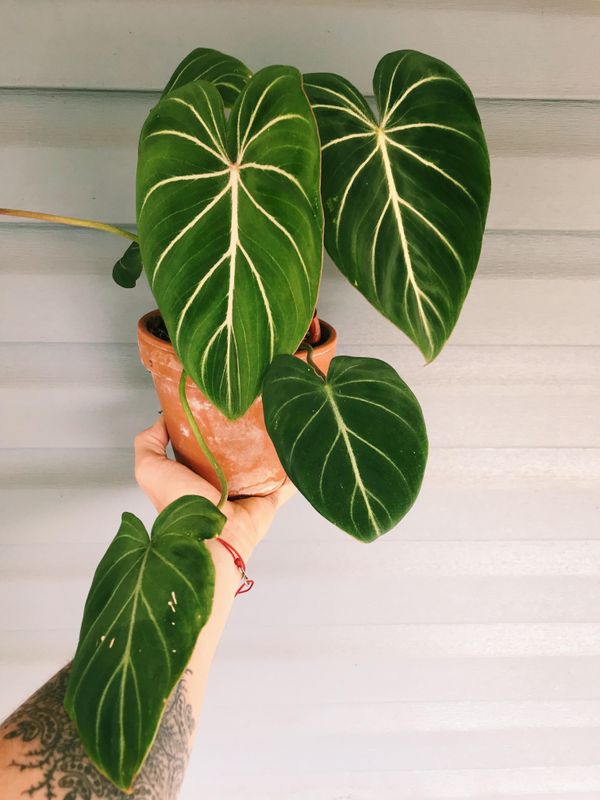 Everything you need to know about the Philodendron Gloriosum