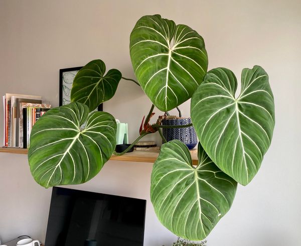 6 Different Philodendron Varieties You Should Know About