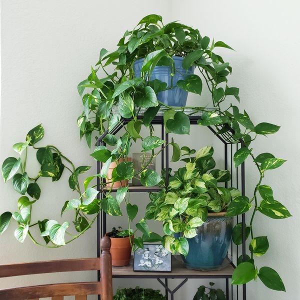 Which type of houseplant should you get - a Moses in the cradle or a Golden pothos?