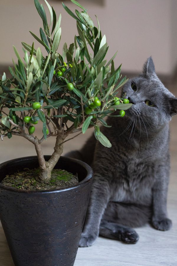 Are Philodendron Toxic To Cats? And How To Keep Your Pet Safe