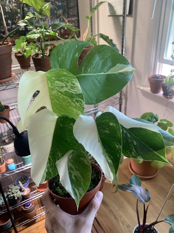 How To Care For A Variegated Monstera Deliciosa