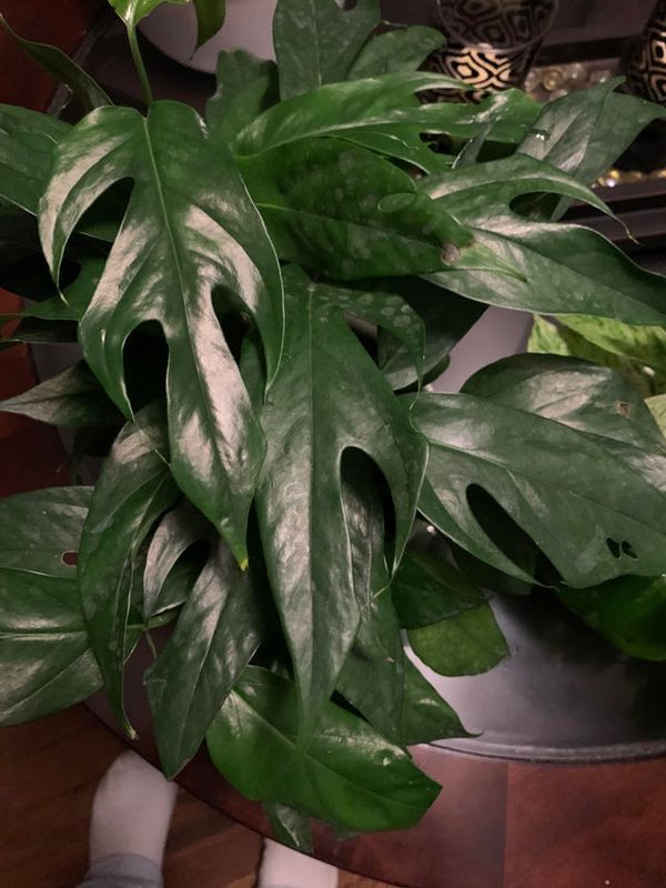 Why you need to get a Baltic Blue Pothos! (Rare Fenestrated Epipremnum)