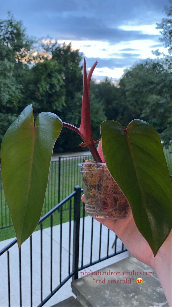 Top 5 Problems Plant Parents face with Red Emerald Philodendron