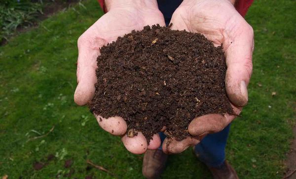 Using Coffee Grounds as Fertilizer for Your Plants: Benefits, Tips and Tricks